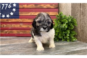 Oakley - Cavapoo for sale