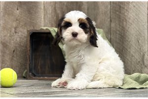 Brantley - Cavapoo for sale