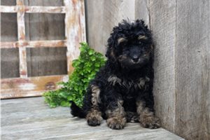 Beckett - puppy for sale