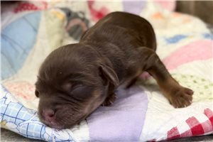 Chester - puppy for sale