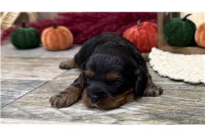 Keaton - puppy for sale