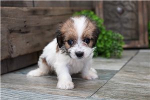 Quinley - Cavapoo for sale