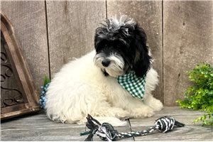 Briar - Cavapoo for sale