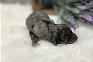 Lilly - Cavapoo for sale