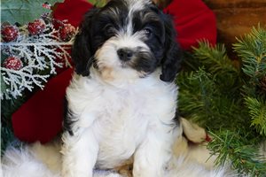 Rocky - Cavapoo for sale