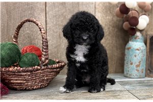 Brody - Cavapoo for sale