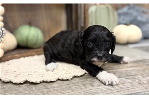 Boots - Cavapoo for sale