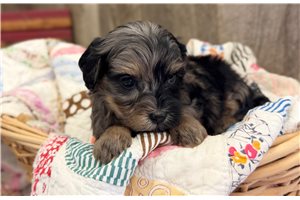 Oscar - Cavapoo for sale