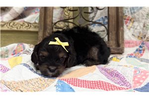Clara - Cavapoo for sale
