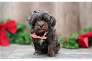Bailey - puppy for sale