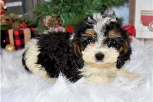 Conner - Cavapoo for sale