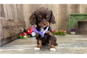 Brownie - Cavapoo for sale