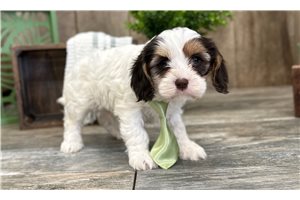 Brantley - Cavapoo for sale