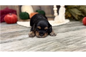Kyler - Cavapoo for sale