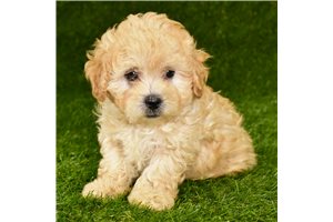 Auggie - puppy for sale