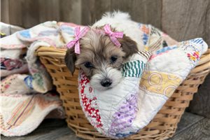 Opal - Cavapoo for sale