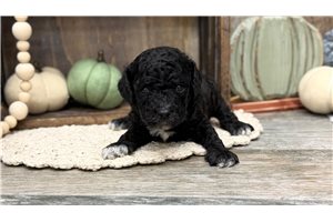 Brody - puppy for sale