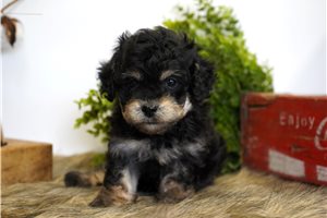 Landon - puppy for sale