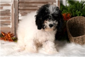 Franklin - Cavapoo for sale