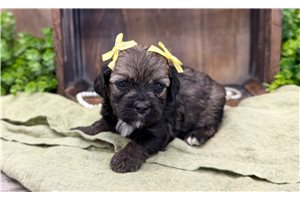 Olivia - Cavapoo for sale