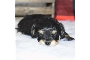 Ariella - puppy for sale