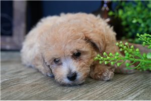 Almond - Cavapoo for sale