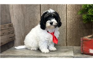 Briar - Cavapoo for sale