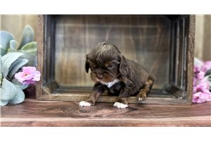 Brownie - Cavapoo for sale