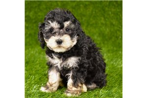 Abby - puppy for sale