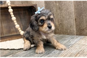 Chance - Cavapoo for sale