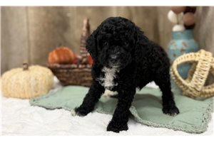 Brody - Cavapoo for sale