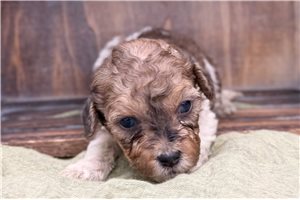 Orian - puppy for sale