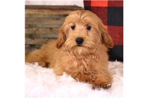 Alan - Cavapoo for sale