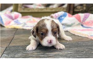 Carli - Cavapoo for sale