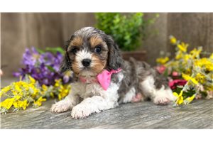Bella - Cavapoo for sale