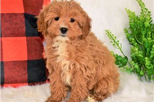 Ianna - puppy for sale