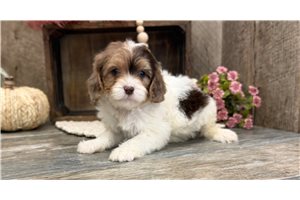 Charity - Cavapoo for sale