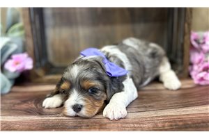 Bella - Cavapoo for sale