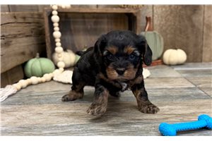 Keaton - Cavapoo for sale