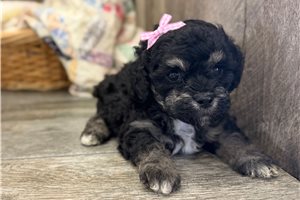 Penelope - Cavapoo for sale