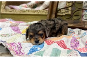 Chance - Cavapoo for sale