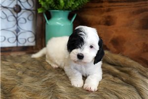 Briar - puppy for sale