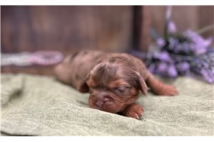 Brinkley - puppy for sale