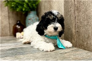 Briar - Cavapoo for sale