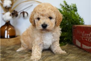 Lincoln - puppy for sale