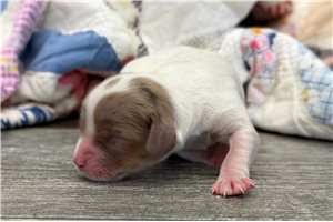 Carli - puppy for sale