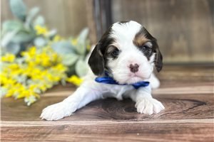 Brantley - Cavapoo for sale