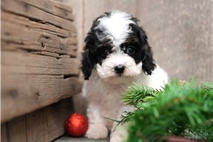 Hailey - puppy for sale