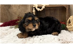 Kyler - Cavapoo for sale