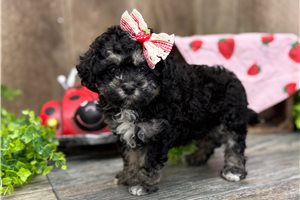 Penelope - Cavapoo for sale